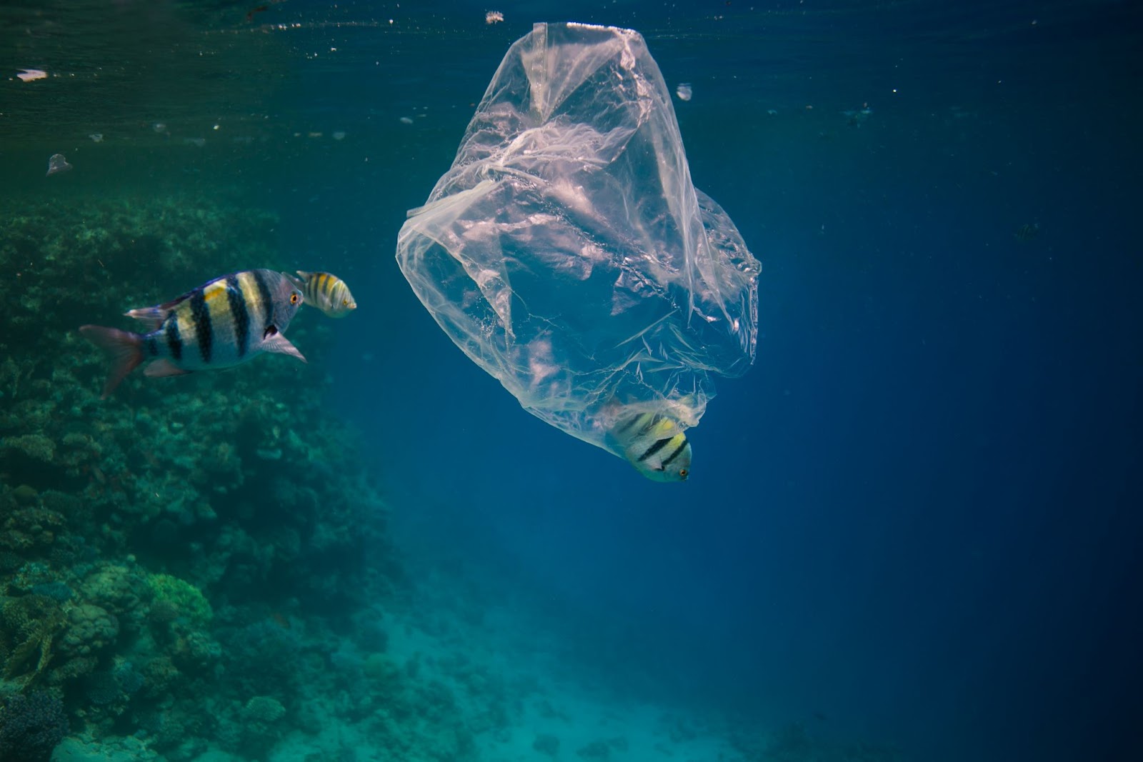 DIsplosable Plastics killing marine life
